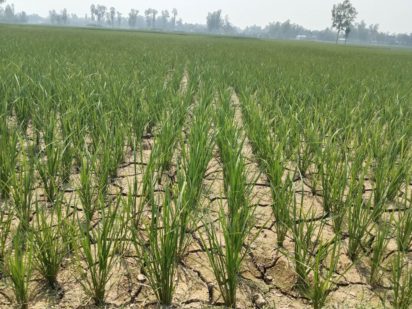 ধুনটে প্রতিহিংসায় সেচ বন্ধ ক্ষতিগ্রস্ত কৃষক পরিবার