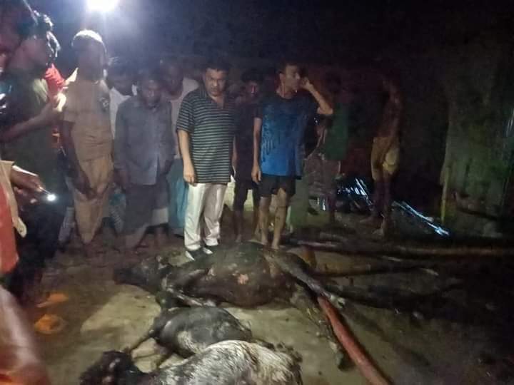 ধুনটে আগুনে পুড়ে মারা গেল কৃষকের ৬টি গবাদিপশু