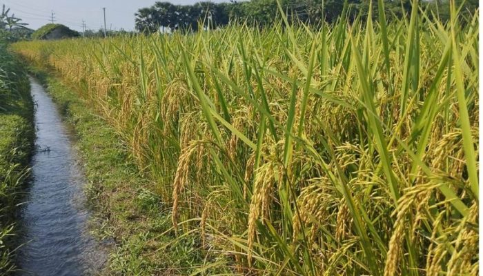 তীব্র খরায় বোরো আবাদে অতন্ত্র প্রহরী সাতক্ষীরা পল্লী বিদ্যুৎ সমিতি
