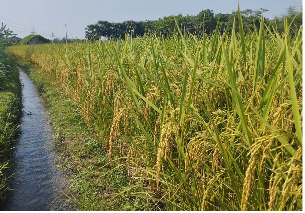 তীব্র খরায় বোরো আবাদে অতন্ত্র প্রহরী সাতক্ষীরা পল্লী বিদ্যুৎ সমিতি
