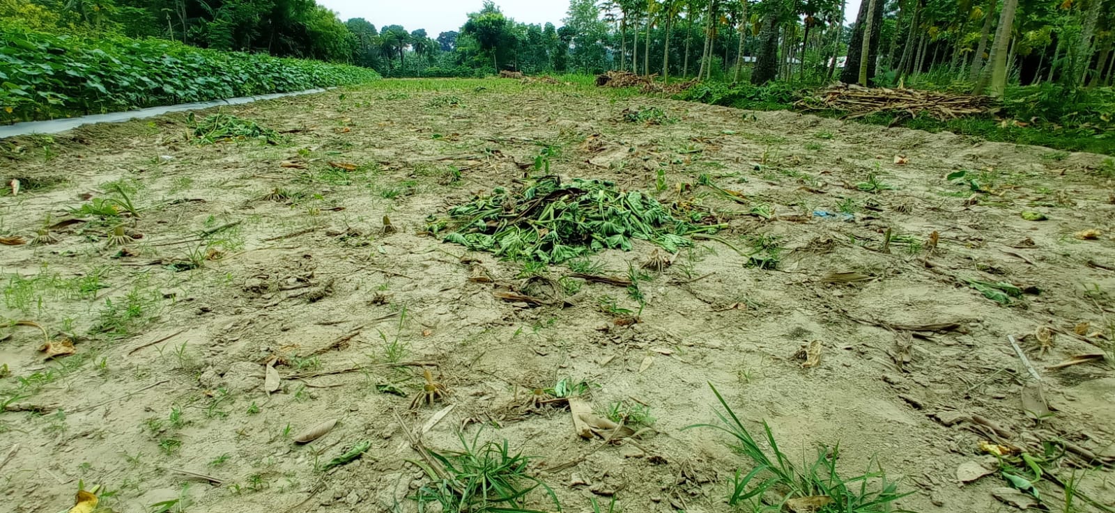 চুয়াডাঙ্গার গাড়াবাড়িয়ায় জোরপূর্বক জমি দখলের চেষ্টা। থানায় অভিযোগ, সুষ্ঠু তদন্তের দাবী এলাকাবাসীর