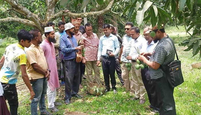 প্রথম বারের মত ইউরোপে যাচ্ছে শার্শার হিমসাগর আম