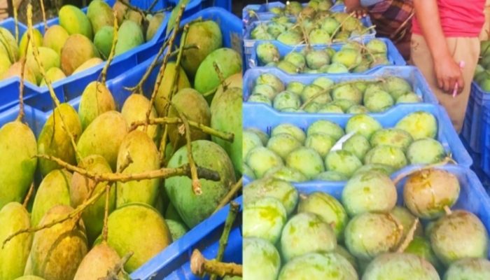 জমে উঠেছে শার্শার বেলতলা আমের বাজার