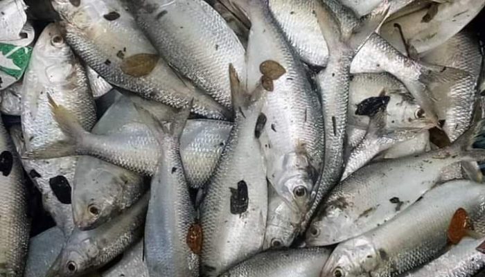 বরগুনায় পুকুরে জ্যান্ত ইলিশ