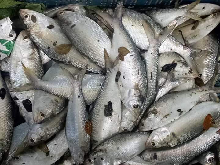 বরগুনায় পুকুরে জ্যান্ত ইলিশ