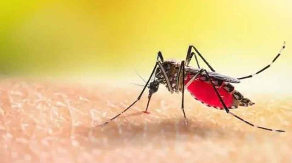 ডেঙ্গুতে আরও ৩ জনের মৃত্যু